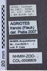 Etikette zu Agriotes francki (NHMW-ZOO-COL-0008809)